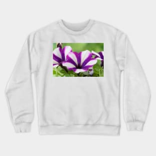 Petunia  &#39;Peppy Blue&#39; Crewneck Sweatshirt